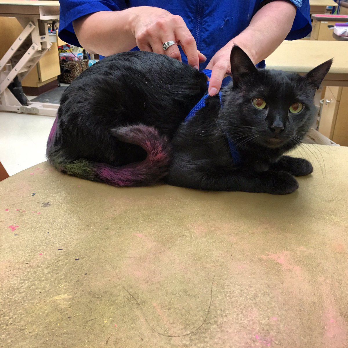 Coll5789's tweet image. Ninny looking dapper in his new color #catexpressions #eastpetm #salon1963 #inspiredbypets @lace331 @CgorgaGorga