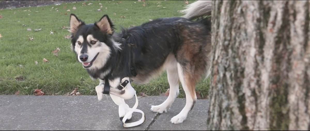 ReplicatorWorld's tweet photo. #3DPrinting gave Derby the Dog a new pair of legs to jump around on! Read full story here https://t.co/YLt4a30XcR https://t.co/gMXcSrqI1B