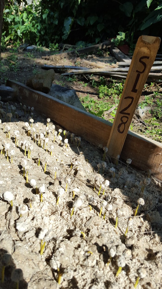 Vides 58 Coffees tweet media