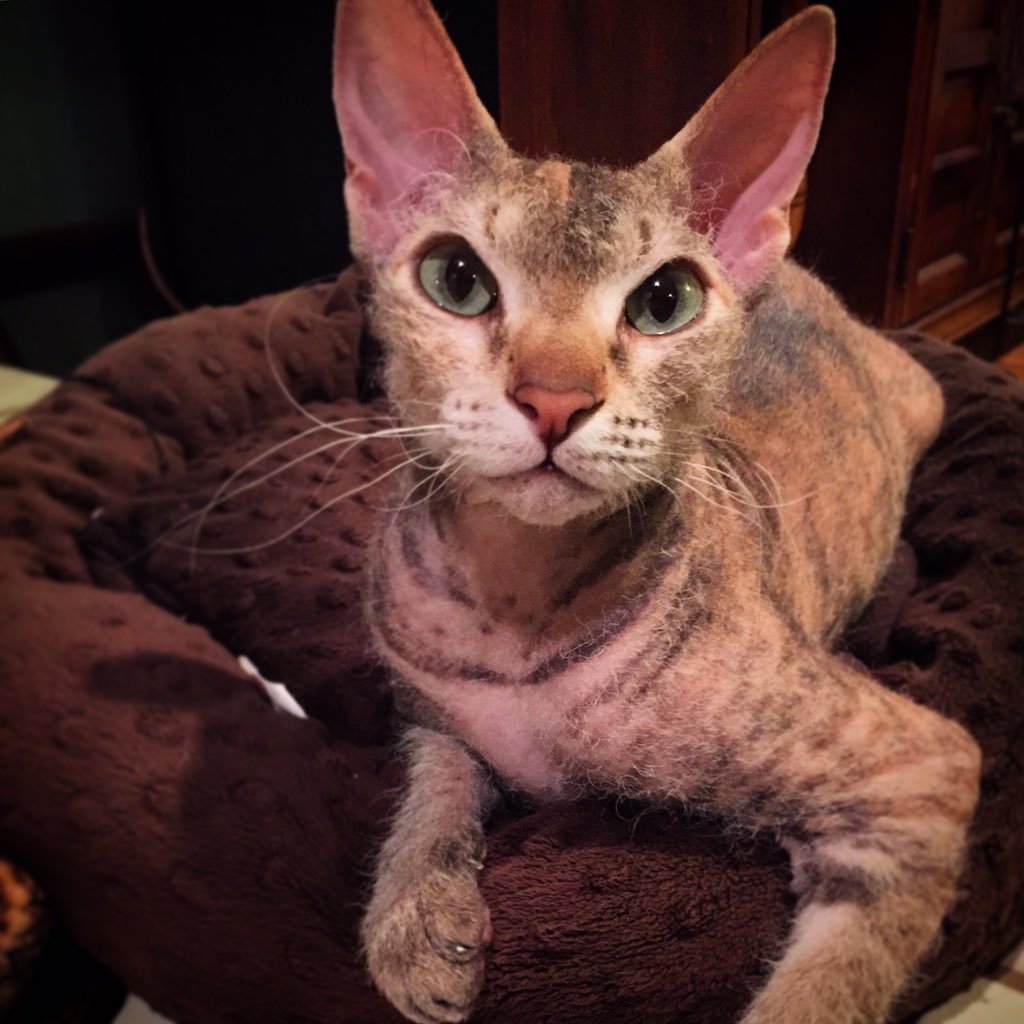 #peterbald #beauty