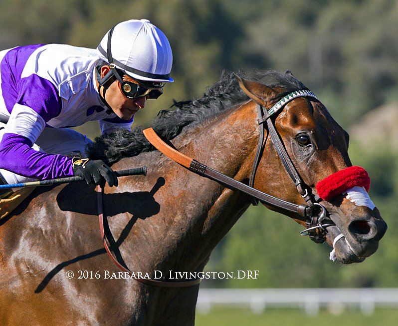 DRFLivingston's tweet photo. 2014 2yo champ NYQUIST returns a winner, with @Mario_GUTIEREZ aboard, in today's San Vicente at @santaanitapark . https://t.co/yUJLpCTwxI