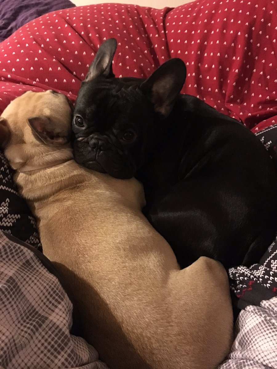 LauraMauersberg's tweet photo. Bedtime <3 #NoSpaceForMe #frenchies #frenchbulldog #GoodNight :) https://t.co/IFDft8I6mn