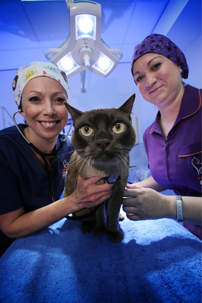 PerthNowLocal's tweet photo. #Perth first #cat hospital opened this week https://t.co/gLCsvDsz89 https://t.co/wo6KNFBJvq
