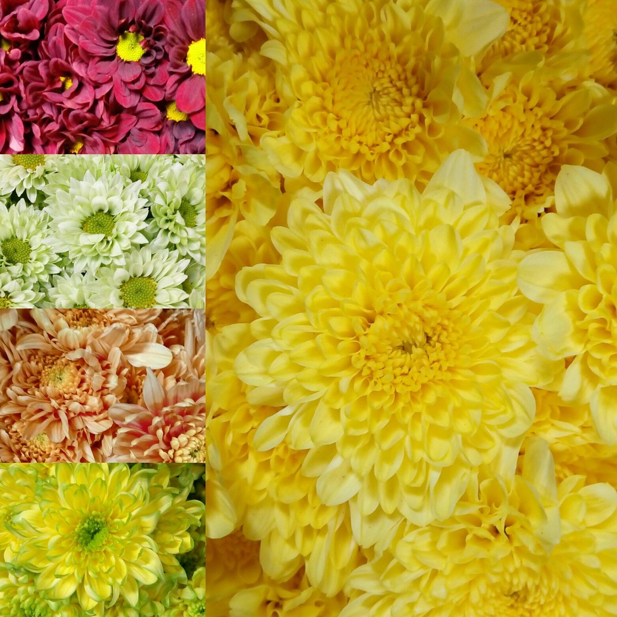 lbff1446's tweet image. Fresh cut Cameron Highlands Chrysanthemum