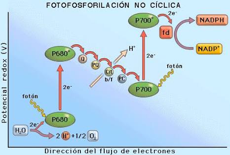 Robe_esquivel's tweet photo. @agorajavier  #FaseAciclica #Aprendiendo #Fisiologíavegetal https://t.co/bnN6Y4qnz2