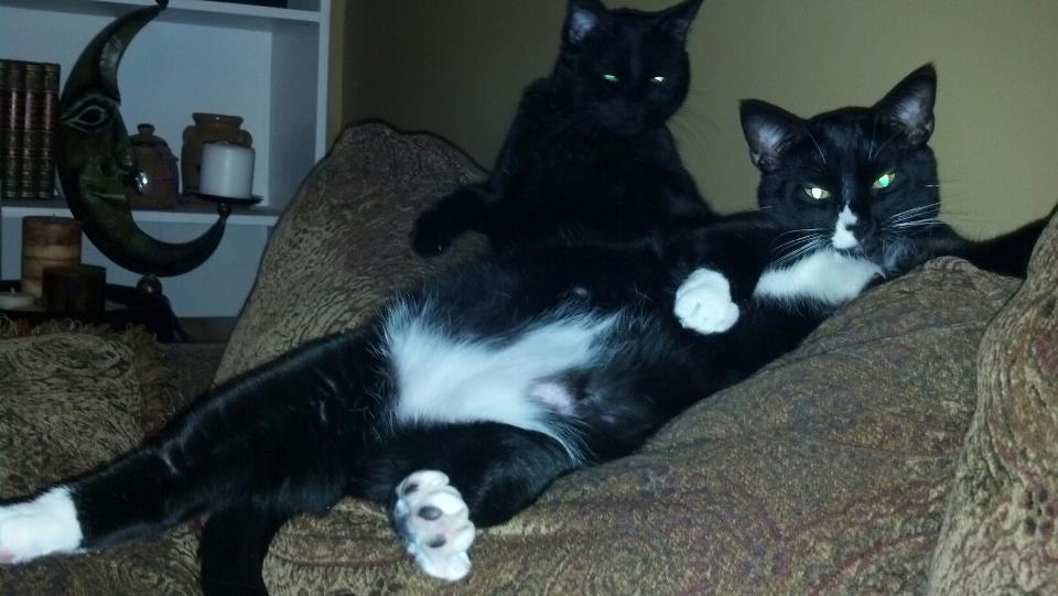 Bobber_Sox's tweet photo. .@CatFoodBreath s'up https://t.co/lLZVp7Csli