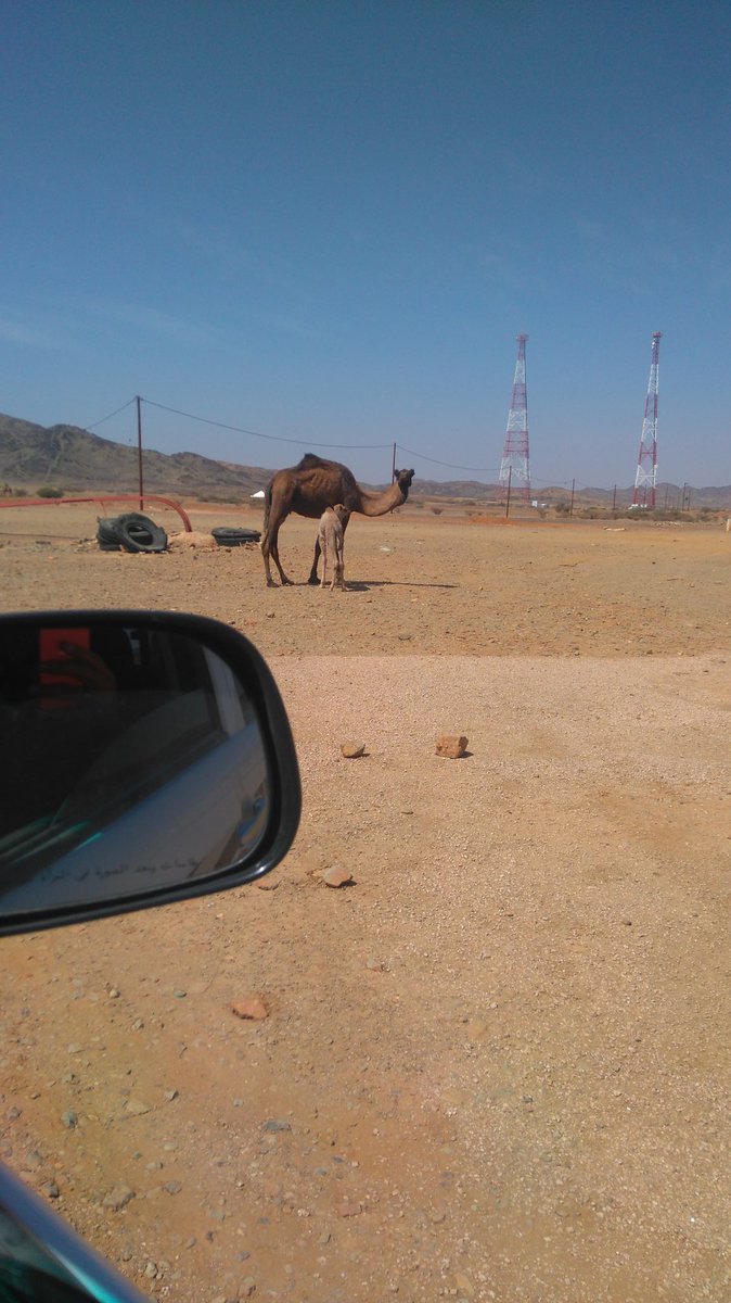 الفرعون الصغير amr (@amr203am) on Twitter photo 