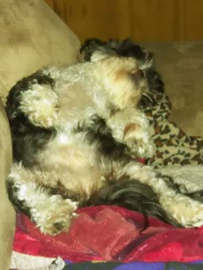 JennR80's tweet photo. Sis Bella #cutestfurbaby https://t.co/5UveuEmSFs https://t.co/qCwegZNvQB