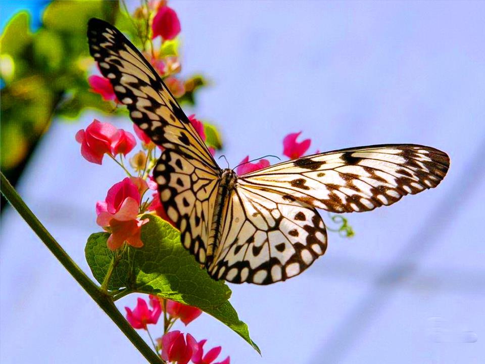 ===Mariposas=== - Página 16 CbTGjaTWIAEqF1s