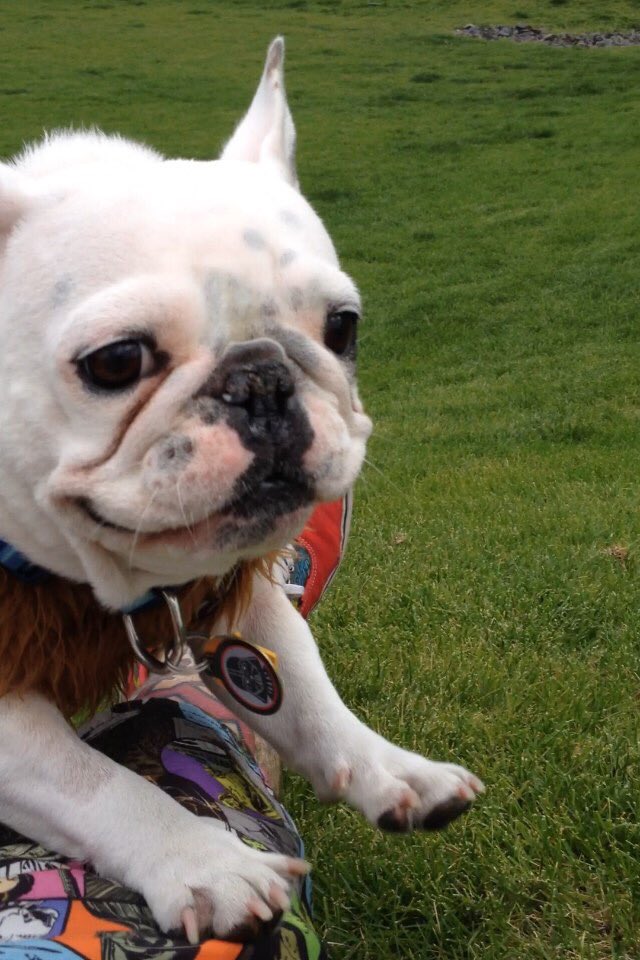 KoverLumpy's tweet image. Все очень плохо.