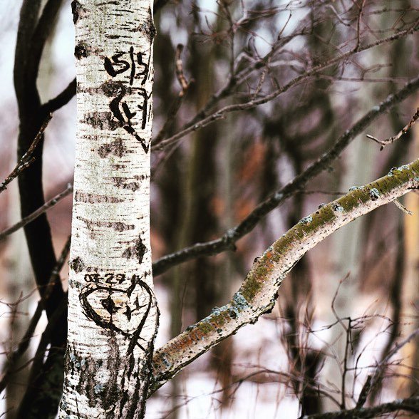 1sqft's tweet photo. #winter #lakefront #lakemichigan #urbanexplorer #enjoyillinois #treegraffiti day after val… https://t.co/qAUC57zC2p https://t.co/j51iXTDnio