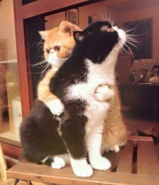 CutestPaw's tweet photo. You are mine! <3 https://t.co/Z2wBYAcDpo https://t.co/bp458GTANv