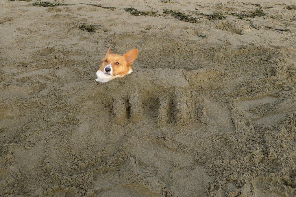 whity___paria's tweet photo. 何故コーギーという犬種は埋まることが多いのか https://t.co/1sqAKZfV72