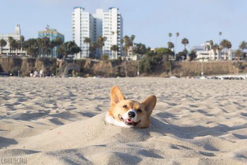 whity___paria's tweet photo. 何故コーギーという犬種は埋まることが多いのか https://t.co/1sqAKZfV72
