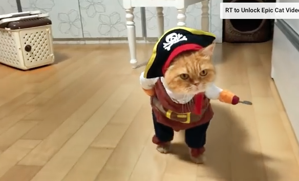 GenBrandHuman's tweet photo. OMG seriously the cutest #Cat Commercial EVER! https://t.co/rg01QfdVcL #CATmageddon #VideoProduction #NJVideoProd https://t.co/684KUMrDP8
