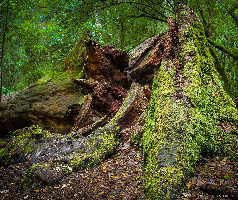 tasmania's tweet photo. #DiscoverTasmania through the eyes of others. See the full album here: https://t.co/hddNy7HEHE #seeaustralia #travel https://t.co/Wg3o8oU12H