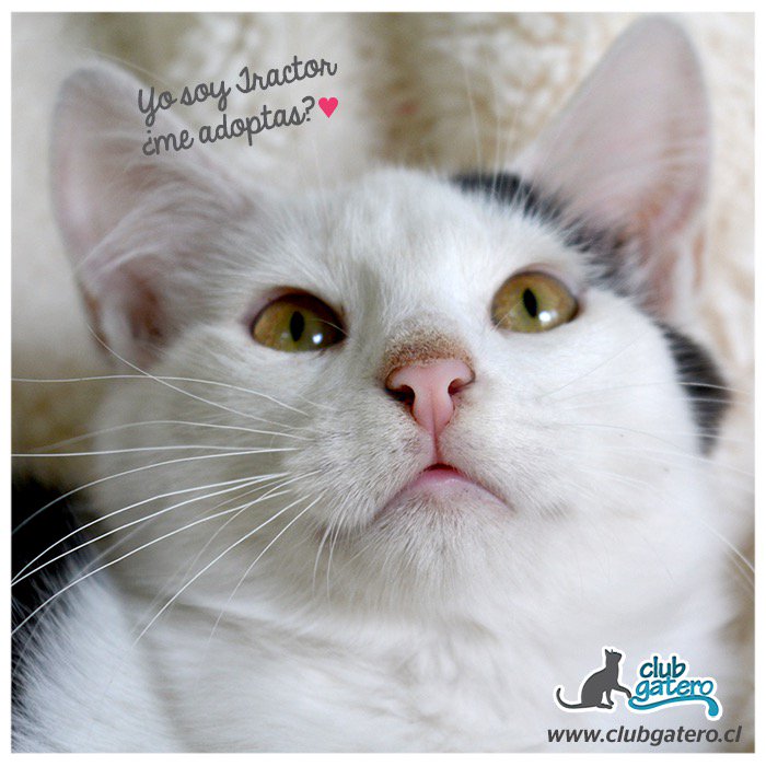 Ellos buscan un hogar, dales la oportunidad #Adopta 223561759  😻RT😻