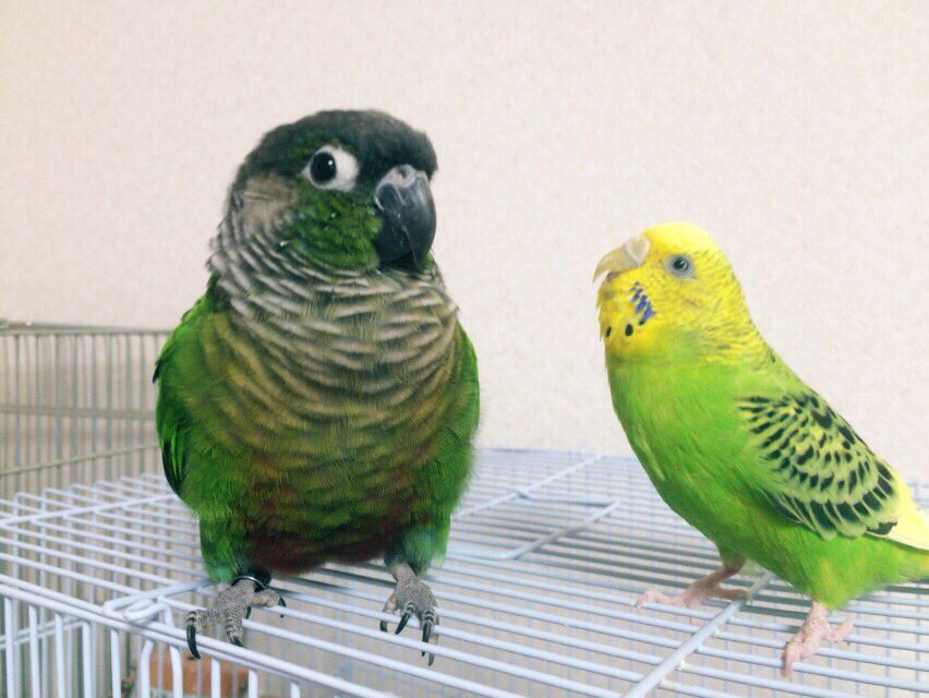 せきせいいんこ セキセイインコ画像bot♡ (@budgergars_) / Posts / X