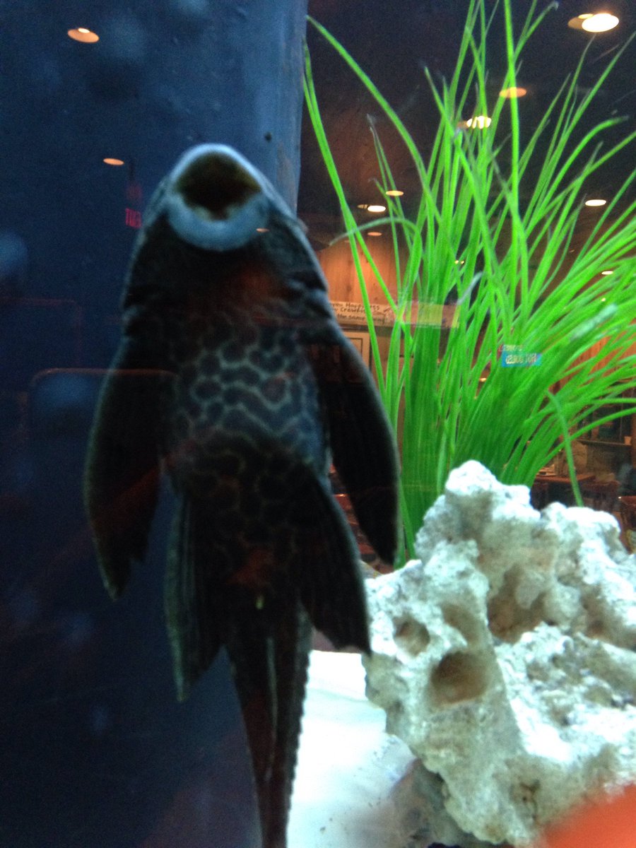 graphii's tweet photo. Supposedly, one of these are born every minute. This particular one watched me eat dinner. https://t.co/67ZLuj1jGO