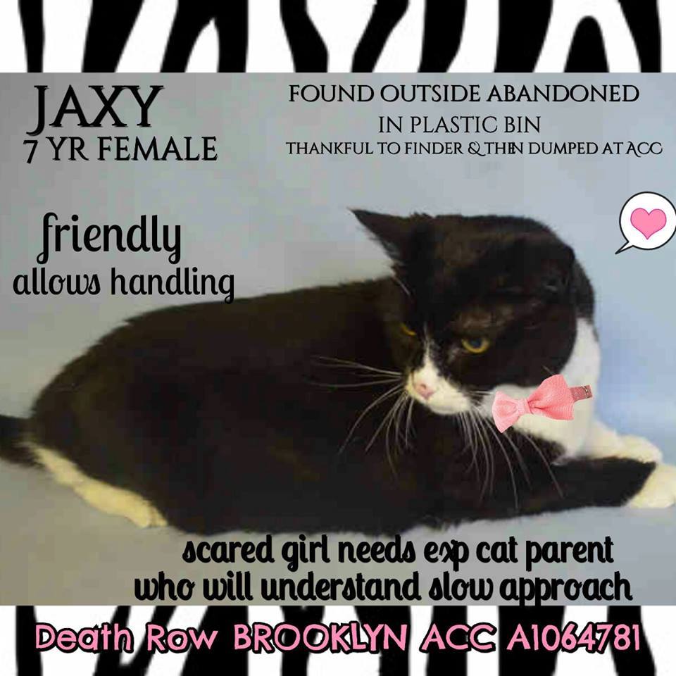 #URGENT #NYC #CATS gorgeous JAXY needs US by 2/16-PLS RT/adopt/foster/pledge! nyccats.urgentpodr.org/jaxy-a1064781/