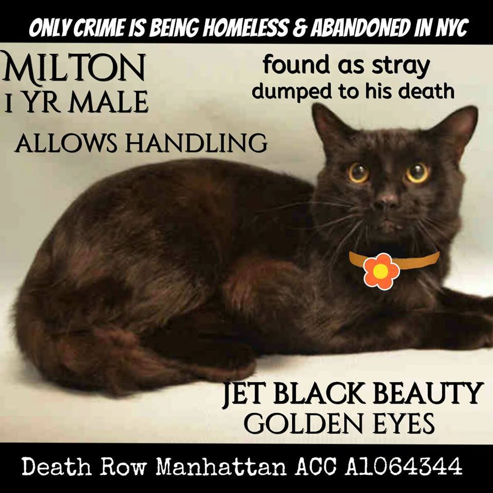 #URGENT #NYC #CATS marvelous MILTON needs US by 2/16-PLS RT/adopt/foster/pledge! nyccats.urgentpodr.org/milton-a106434…