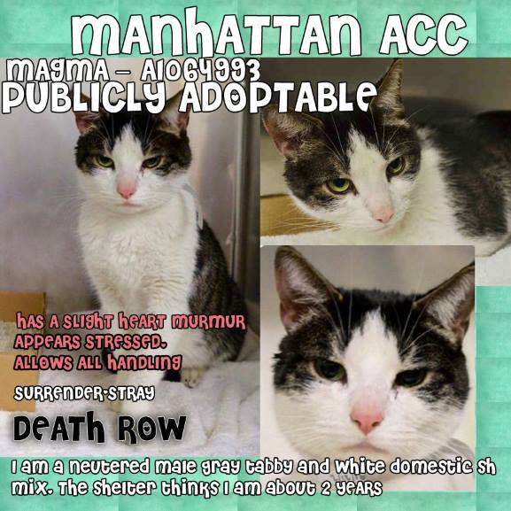 #URGENT #NYC #CATS magnificent MAGMA needs US by 2/16-PLS RT/adopt/foster/pledge! nyccats.urgentpodr.org/magma-a1064993/
