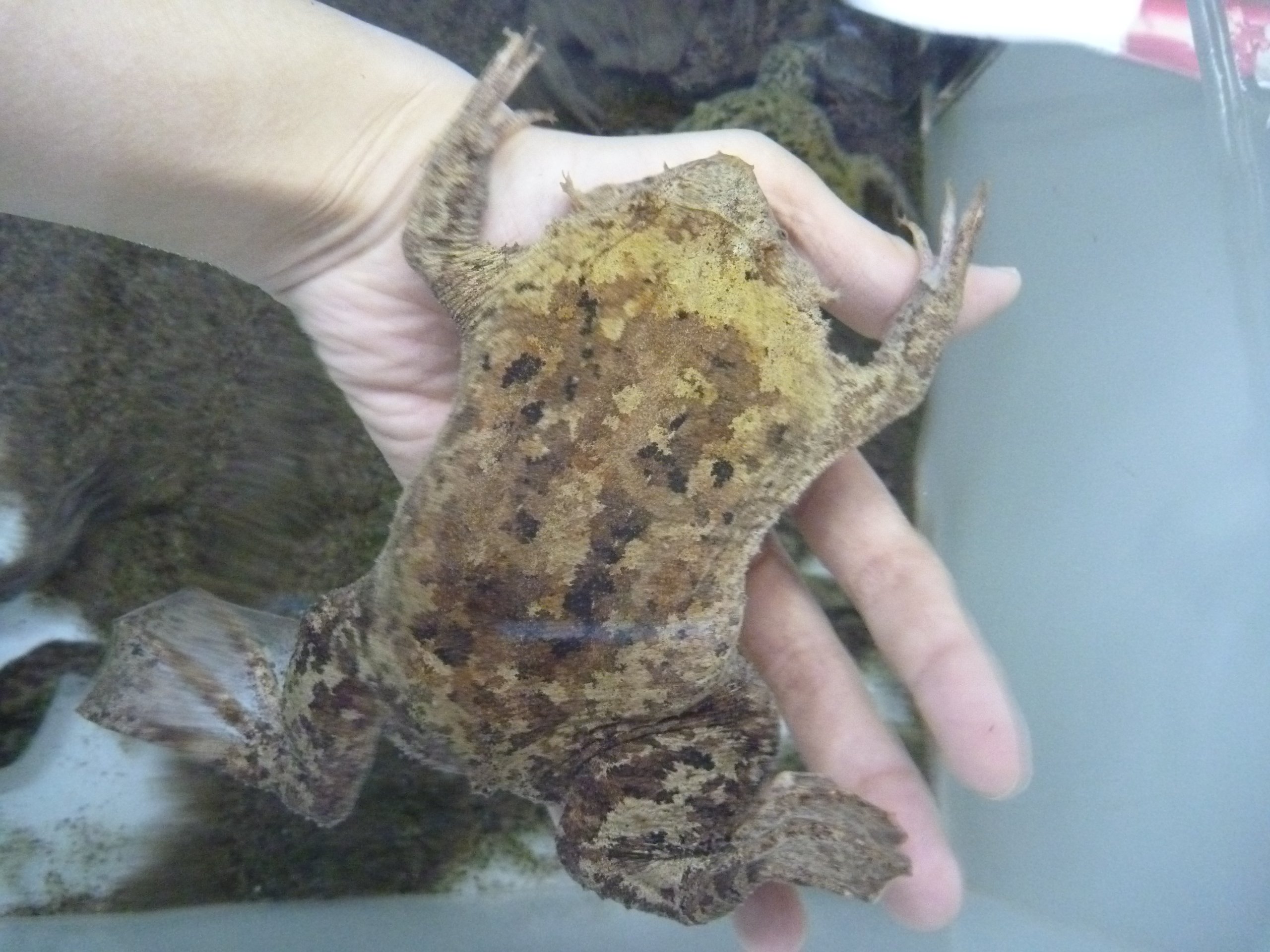 東京タワー水族館 でした ヒラタコモリガエル ピパピパ です 卵を背中に背負って孵化するまで守ることから 子守り蛙 という名前がついているのですが インターネット上ではピパピパが卵を背負っている写真がグロテスクだということで有名です 検索する