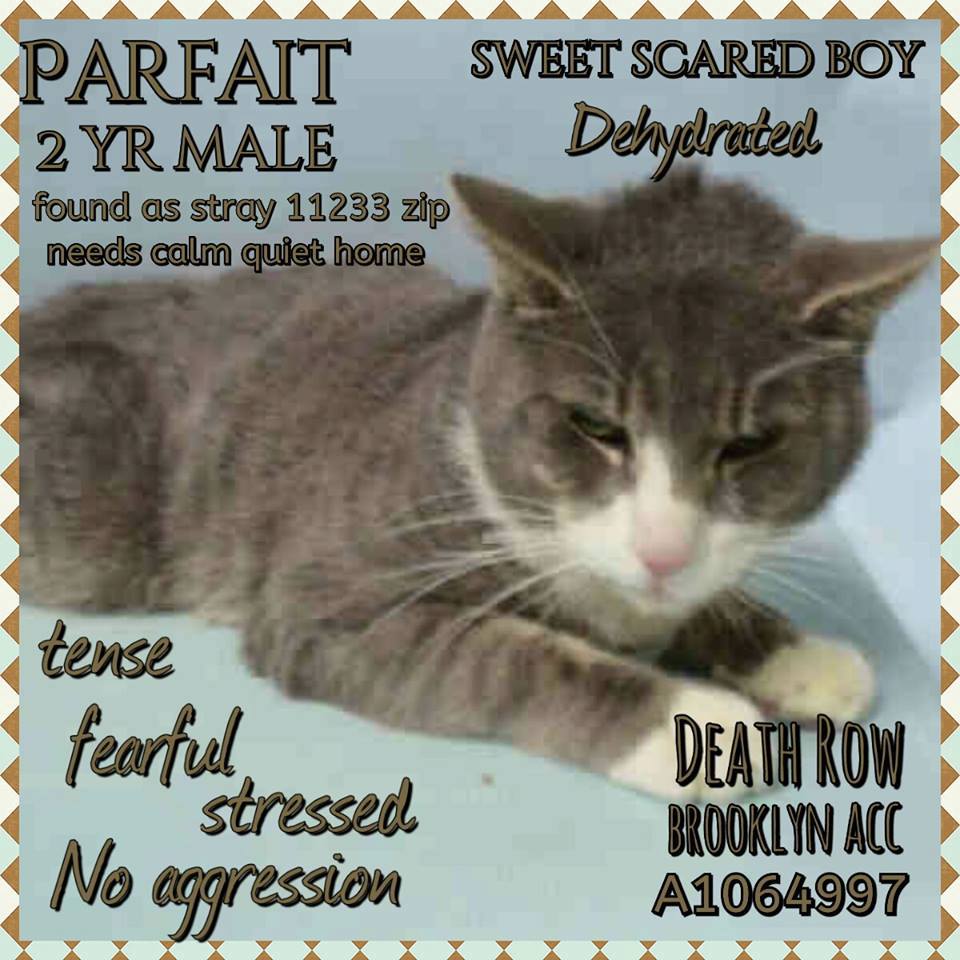 #URGENT #NYC #CATS precious PARFAIT needs US by 2/16-PLS RT/adopt/foster/pledge! nyccats.urgentpodr.org/parfait-a10649…