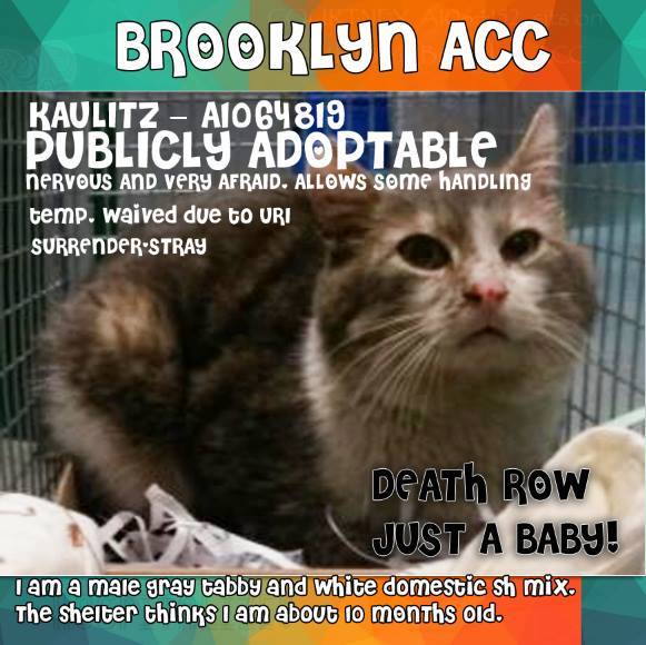 #URGENT #NYC #CATS cutie-pie KAULITZ needs US by 2/16-PLS RT/adopt/foster/pledge! nyccats.urgentpodr.org/kaulitz-a10648…