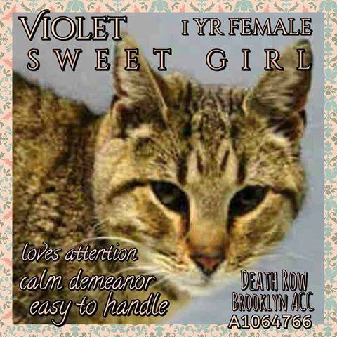 #URGENT #NYC #CATS sweet innocent VIOLET needs US by 2/16-PLS RT/adopt/foster/pledge! nyccats.urgentpodr.org/violet-a106476…