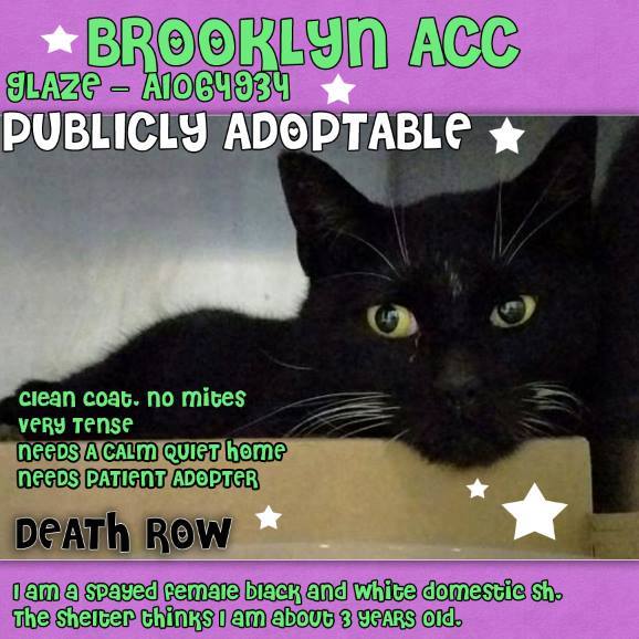 #URGENT #NYC #CATS gorgeous GLAZE needs US by 2/16-PLS RT/adopt/foster/pledge! nyccats.urgentpodr.org/glaze-a1064934/