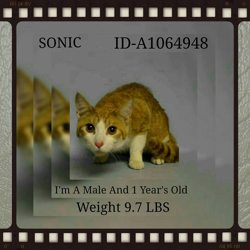 #URGENT #NYC #CATS stunning SONIC needs US by 2/16-PLS RT/adopt/foster/pledge! nyccats.urgentpodr.org/sonic-a1064948/