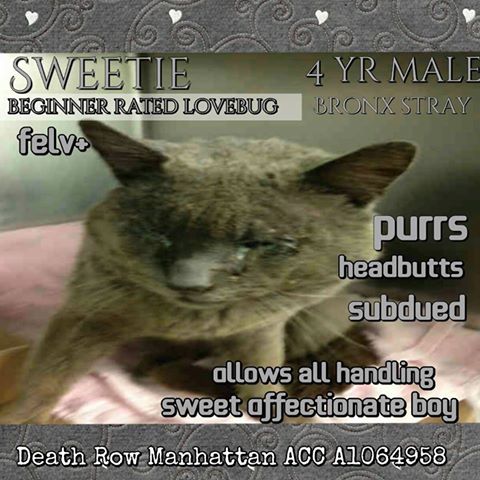 #URGENT #NYC #CATS precious darling SWEETIE needs US by 2/16-PLS RT/adopt/foster/pledge! nyccats.urgentpodr.org/sweetie-a10649…