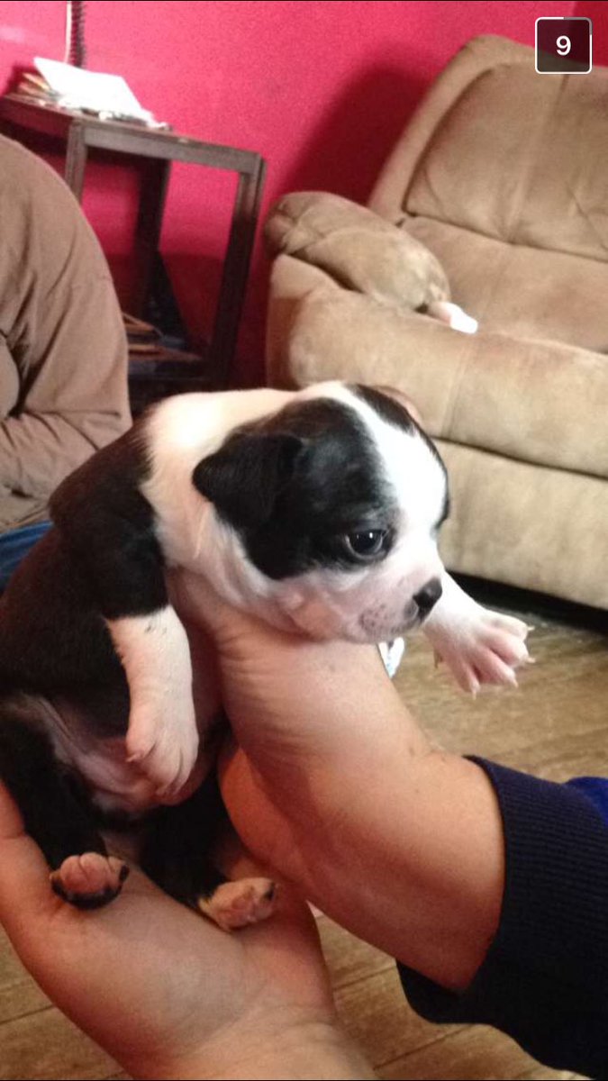 lifeasagysy's tweet photo. Our new baby is only 4 weeks old. Can't wait to bring him home. The little guy has big shoes to fill. #welcomeMurphy https://t.co/q504xvsSUn