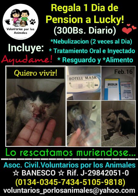 asoc_vpla's tweet photo. Tu aporte para LUCKY #GaticoRescatado nos permite Nebulizarlo 2 veces al dia!!! ♥ DONALE #1DiaDePension (300Bs)https://t.co/WDTLWpBg2Z