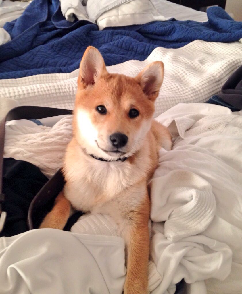 Petco On Twitter Didyouknow The Shiba Inu Was A Hunting