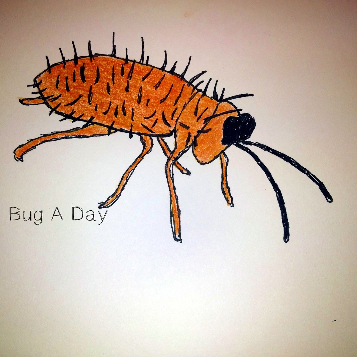 pencil_roll's tweet image. BugADay: The Hedgehog Leaf Beetle has horns over its body.
#BugADay #insects #beetle #drawing #bugs #sketches