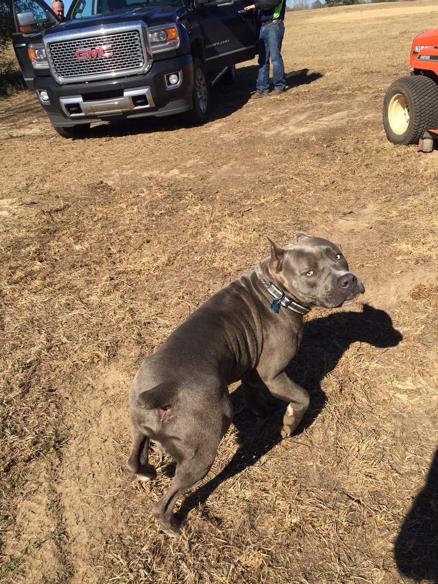 KristopherObri3's tweet image. My dog 🤑