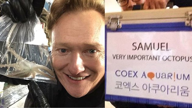 코난 오브라이언의 애완 낙지 "현재 출국 준비중"
코난이 노량진 수상시장에서 입양한 애완 낙지입니다.
팬미팅에도 참여하며 인기를 누리며 출국 수속을 밟고 있습니다.
ytn.co.kr/_sn/0117_20160…