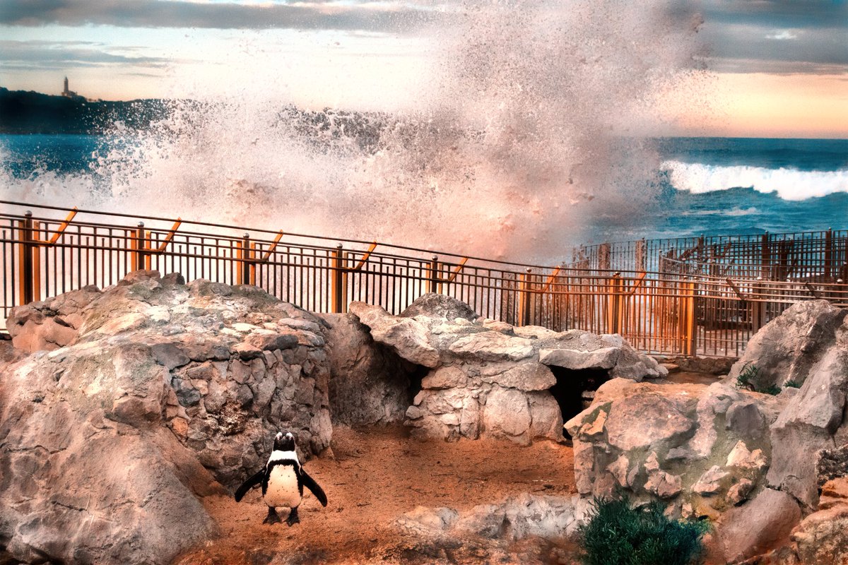 jeyandel's tweet photo. #Pingüino #Palaciodelamagdalena #Olas #Santander #DesdeMiPuntoDeVista #Cantabria #cantabriaInfinita #penguin #Nikon https://t.co/auissXoej4