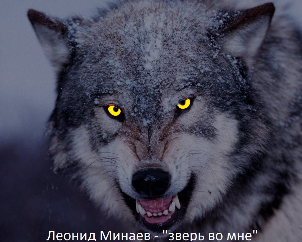 lpostmsk's tweet image. Леонид Минаев - "зверь во мне" vk.com/shanson_leonid…