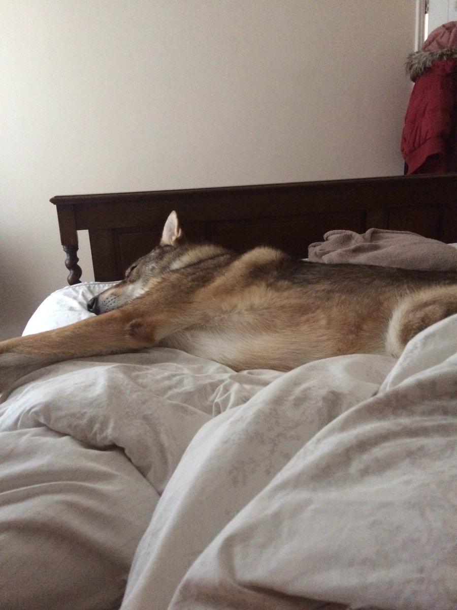 ChloeHG's tweet photo. When you've had no sleep because the #czechwolf has stolen the ENTIRE bed #MyMorningHasBroken @CostaCoffee 😔 https://t.co/AMZaY4jNGw