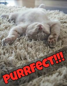 carpetcleanltd's tweet photo. Get a Purrfect Carpet Cleaning today! Cats approve! https://t.co/zJyGxQQHDf