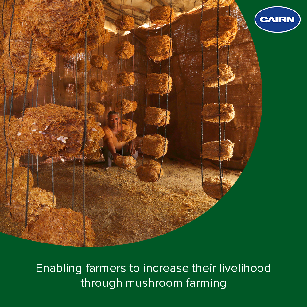 Cairn_Vedanta's tweet photo. Barmer Unnati project with @TechnoServe is enabling farmers to grow Oyster Mushrooms in Rajasthan. #LifeAtThar https://t.co/wDIGMr32k4