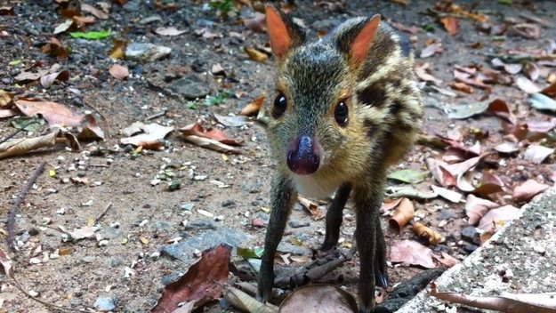 Strange_Animals's tweet photo. A baby Mouse Deer from Southeast Asia. They are one of the smallest hooved animals in the world. https://t.co/AZsI8z5FC4