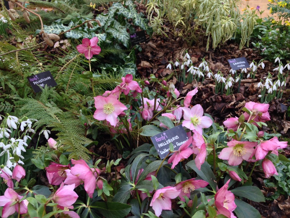 The_RHS's tweet photo. The @hardyplants display is as pretty - and sweet smelling - as ever! Check it out in the #RHSLondon Lindley Hall. https://t.co/QBsHJ6b1qr