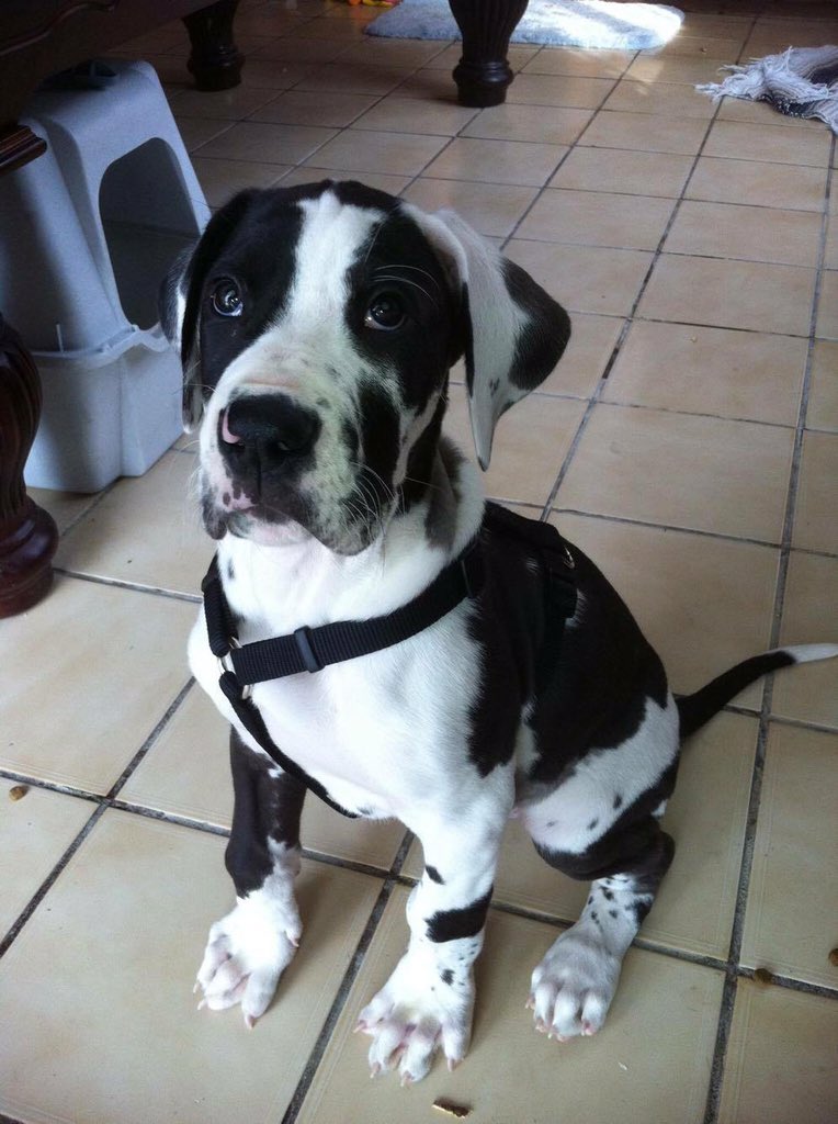 RocketRescues's tweet photo. 🐾 We partner with a legit 501c3 in support for this #Iraq #Army #Veteran &amp; his #PTSD #dog 🇺🇸 https://t.co/jL8um6SWsu https://t.co/8b4LQg9UTt