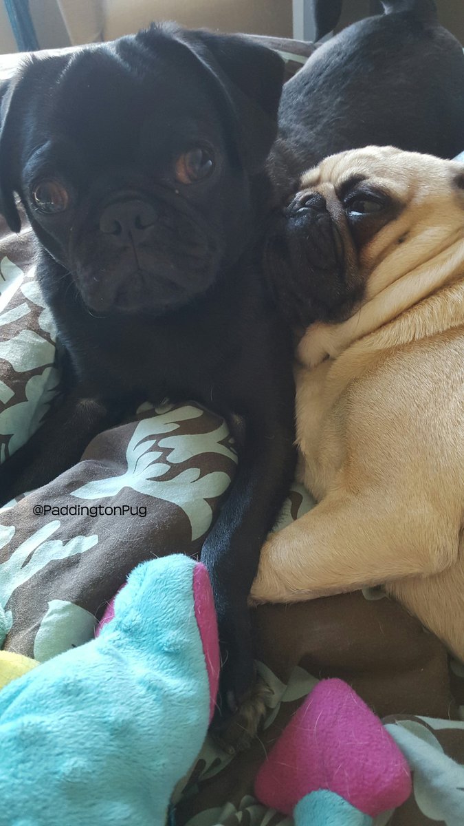 PaddingtonPug's tweet photo. A Tuesday after a holiday is like a double whammy Monday 🙈 #wakemefortheweekend #puglife #pug https://t.co/hfQjs8DhQr