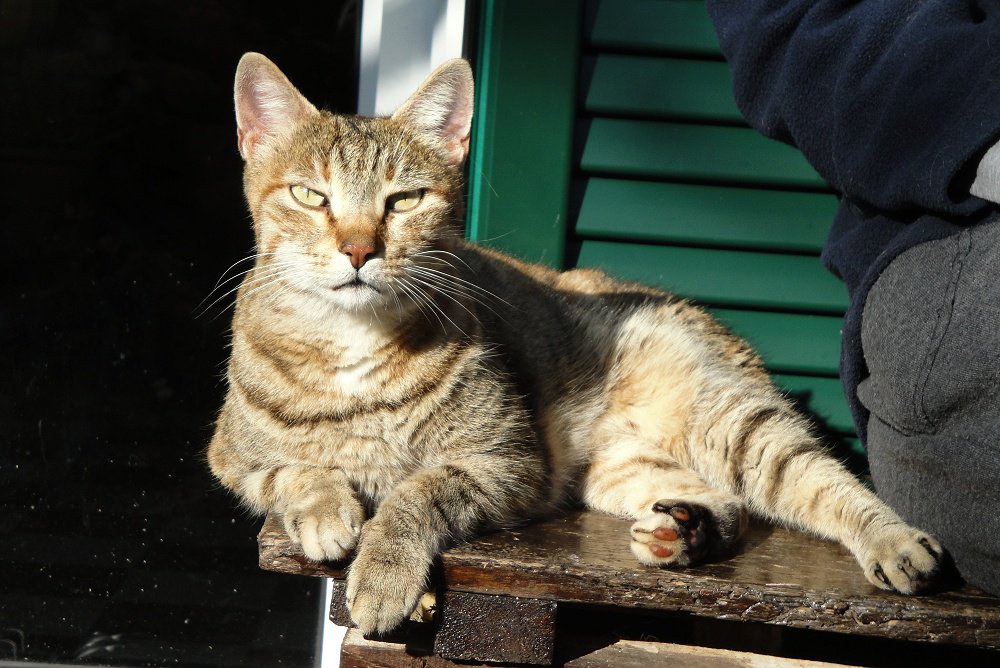 islandwalks's tweet photo. One of our 3 cats: Mikri. https://t.co/7mptrkJ8N6