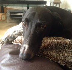 RupertB53's tweet image. Dog owners will understand !!! 🐾🤗 @dogcelebration @WayTooViral @Pets_Time @PetsatHome @Petsmasterian   I am proud 🙋🏼